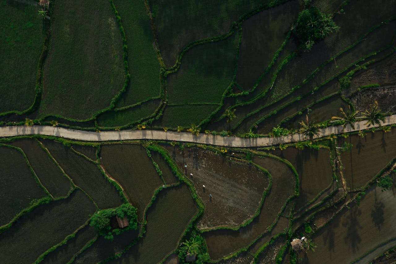 Drone shot capturing lush farmland and a pathway cutting through rice fields.