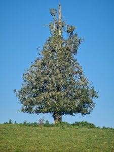 IMG-20231207-WA0019